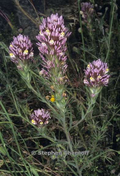 castilleja densiflora ssp densiflora 2 graphic